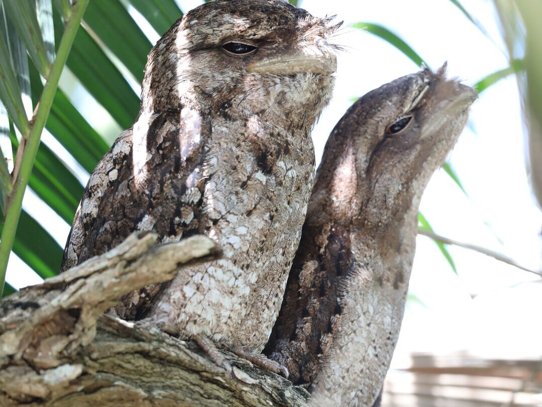 Papuan Frogmouth bird perched on tree in Port Douglas