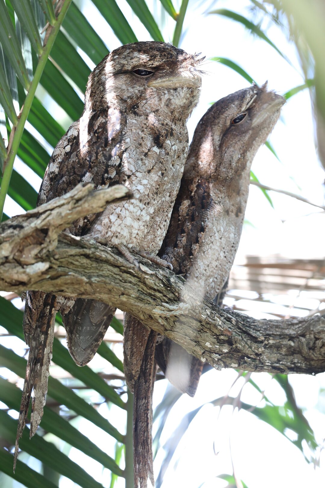 Papuan Frogmouth bird perched on tree in Port Douglas