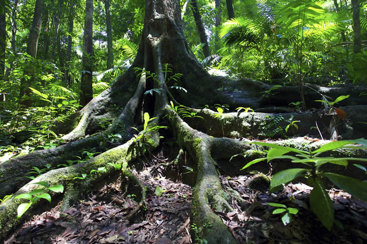 Daintree Rainforest