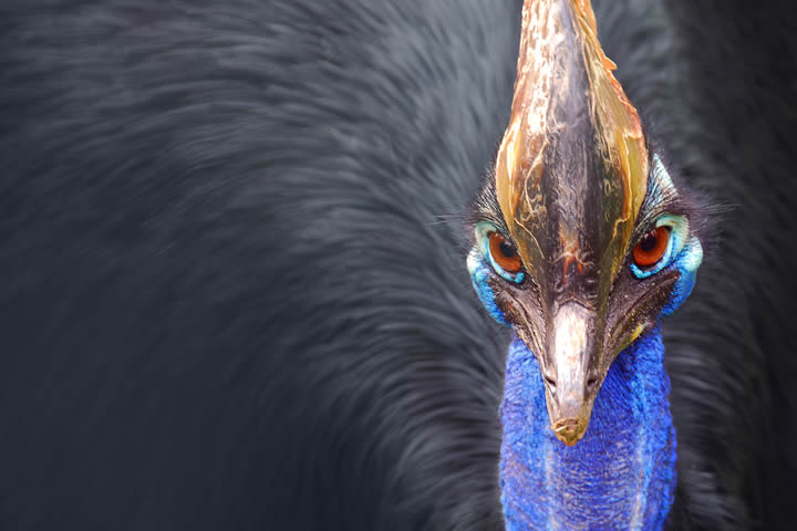 Cassowary