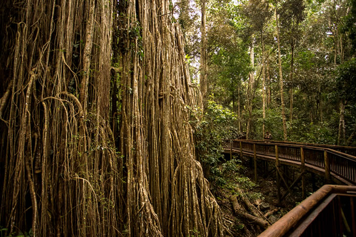 Buttress roots